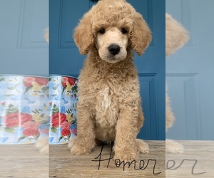 Poodle (Standard) Puppy for sale in WICHITA FALLS, TX, USA