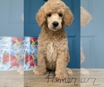 Small Photo #1 Poodle (Standard) Puppy For Sale in WICHITA FALLS, TX, USA