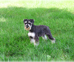 Small #1 Schnauzer (Miniature)