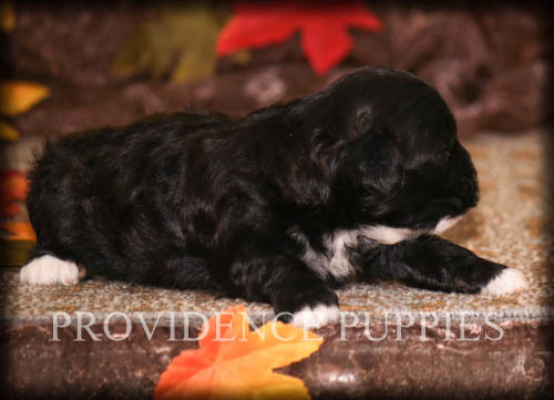 Medium Photo #5 ShihPoo Puppy For Sale in COPPOCK, IA, USA