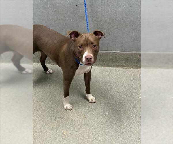Medium Photo #1 American Pit Bull Terrier-Unknown Mix Puppy For Sale in Las Vegas, NV, USA