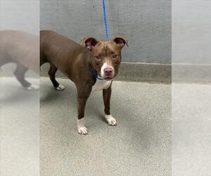 American Pit Bull Terrier-Unknown Mix Dogs for adoption in Las Vegas, NV, USA