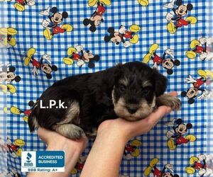Schnauzer (Miniature) Puppy for sale in WINNSBORO, LA, USA