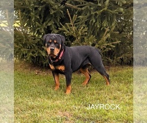 Father of the Rottweiler puppies born on 05/25/2025