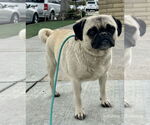 Small Pug