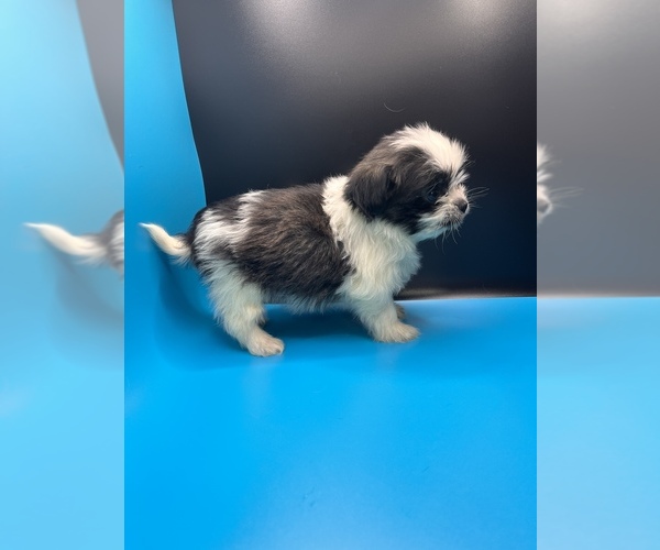 Medium Photo #15 Maltipoo-Shih Tzu Mix Puppy For Sale in SAINT AUGUSTINE, FL, USA