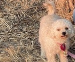 Small Photo #1 Maltipoo Puppy For Sale in RICHMOND, CA, USA