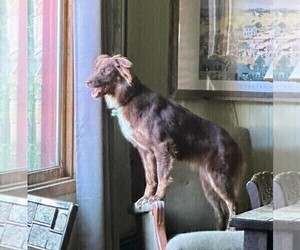 Mother of the Border-Aussie puppies born on 06/21/2026