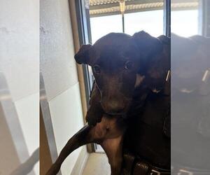 Medium Labrador Retriever Mix