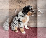 Small #1 Australian Shepherd