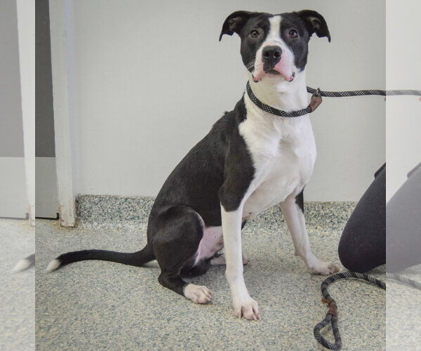 Medium Photo #6 American Staffordshire Terrier-Border Collie Mix Puppy For Sale in Huntley, IL, USA