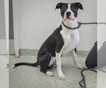 Small #5 American Staffordshire Terrier-Border Collie Mix