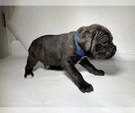 Small Photo #8 Cane Corso Puppy For Sale in NARVON, PA, USA