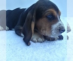 Small Photo #3 Basset Hound Puppy For Sale in NEW CANTON, VA, USA