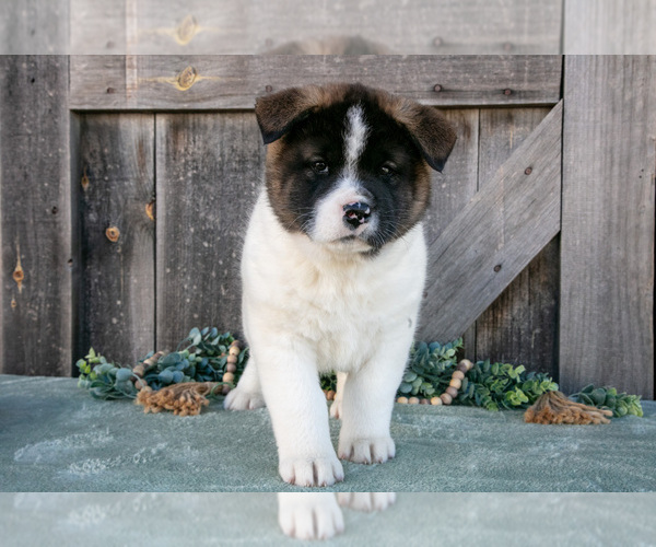 Medium Photo #3 Akita Puppy For Sale in MILLERSBURG, OH, USA