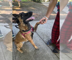 Astrid Located in Colorado - Female Mutt Dog for Adoption - Photo #3