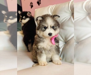 Alaskan Malamute Puppy for sale in ARROWHEAD FARMS, CA, USA
