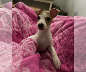 Martini *LOCAL* *MEET ME* - Female Rat Terrier-Unknown Mix Dog for Adoption - Photo #3
