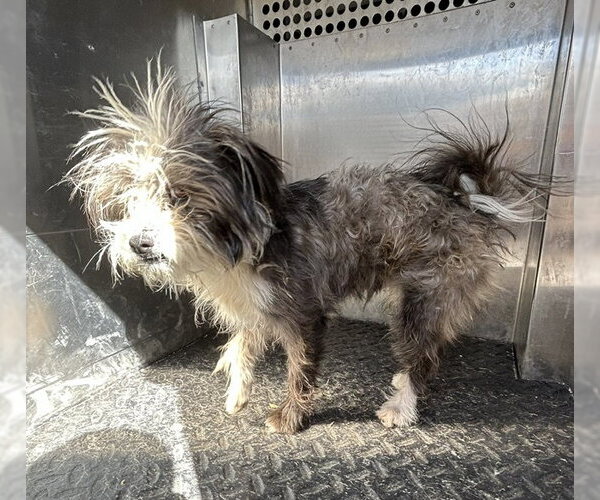 Medium Photo #1 Cairn Terrier Puppy For Sale in HESPERIA, CA, USA