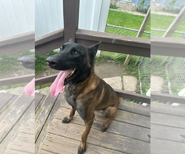 Medium Photo #3 Mutt Puppy For Sale in Imlay City, MI, USA