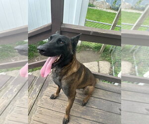 Xander - Located in New Jersey - Male Mutt Dog for Adoption - Photo #3