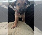 Brillit - Female Chihuahua-Unknown Mix Dog for Adoption - Small photo