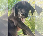 Small Labrador Retriever Mix