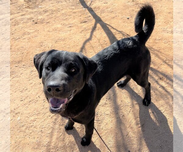 Medium Photo #3 Chesador Puppy For Sale in Apple Valley, CA, USA
