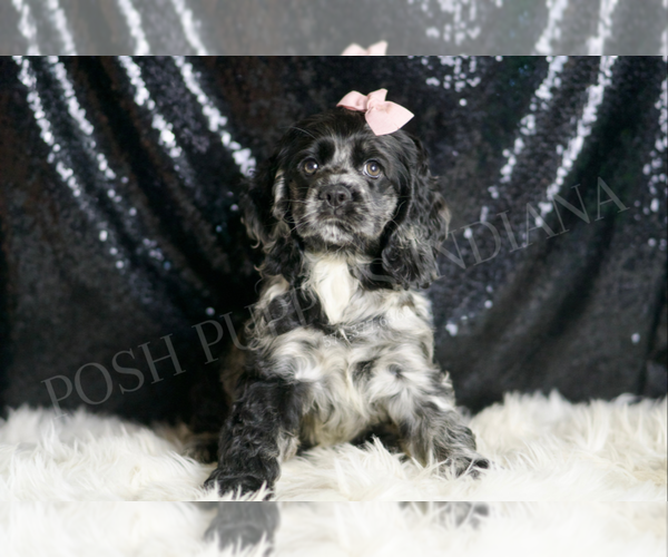Medium Photo #2 Cocker Spaniel Puppy For Sale in WARSAW, IN, USA