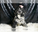 Small #1 Cocker Spaniel