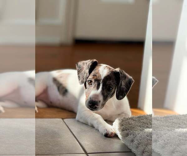 Medium Photo #9 Australian Shepherd-Unknown Mix Puppy For Sale in pomfret, CT, USA