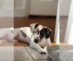 Small #8 Australian Shepherd Mix