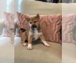 Small Photo #3 Shiba Inu Puppy For Sale in SYLMAR, CA, USA