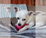 Small Photo #3 Chihuahua-Unknown Mix Puppy For Sale in Bellingham, WA, USA