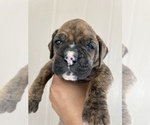 Small Photo #28 Boxer Puppy For Sale in LUCERNE VALLEY, CA, USA