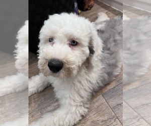 Sheepadoodle Puppy for sale in SOUTH ORANGE, NJ, USA