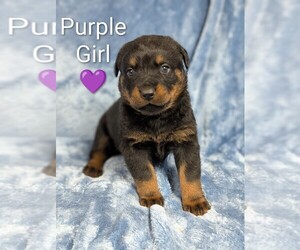 Rottweiler Puppy for sale in BENSON, NC, USA