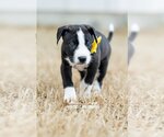 Small Photo #3 American Pit Bull Terrier-Labrador Retriever Mix Puppy For Sale in McKinney, TX, USA