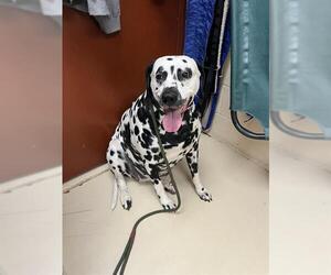 Dalmatian Dogs for adoption in Center Township, PA, USA