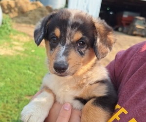 Corgi-Aussie Puppy for Sale in FAIRVIEW, South Dakota USA