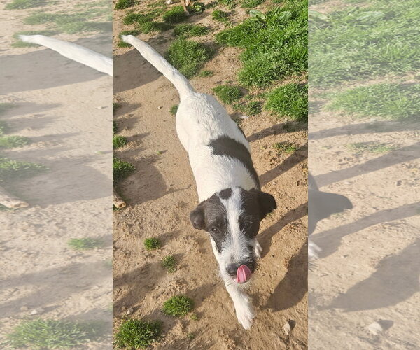 Medium Photo #4 Labbe Puppy For Sale in Tracy City, TN, USA