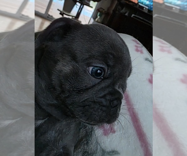 Medium Photo #1 French Bulldog Puppy For Sale in FRANKLINTON, LA, USA