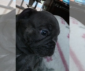 French Bulldog Puppy for sale in FRANKLINTON, LA, USA