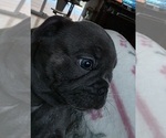 Small French Bulldog