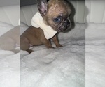 Puppy Puppy 7 French Bulldog