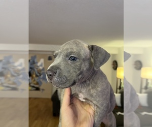 American Pit Bull Terrier Puppy for sale in WASHINGTON, DC, USA