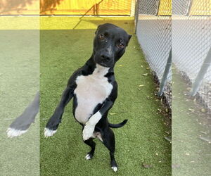 Mutt Dogs for adoption in Hilton Head, SC, USA