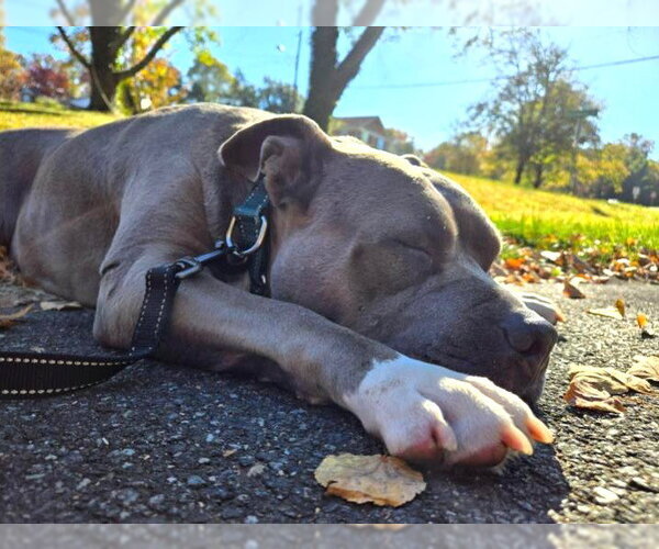 Medium Photo #3 Mutt Puppy For Sale in Rockville, MD, USA