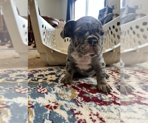 French Bulldog Puppy for sale in BROOKLYN PARK, MN, USA