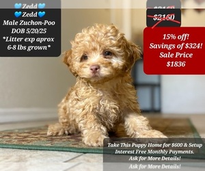 Poodle (Toy)-Zuchon Mix Puppy for sale in TUCSON, AZ, USA